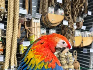 Macaws birds Beautiful baby handreared Scarlet Macaw - Advert 2