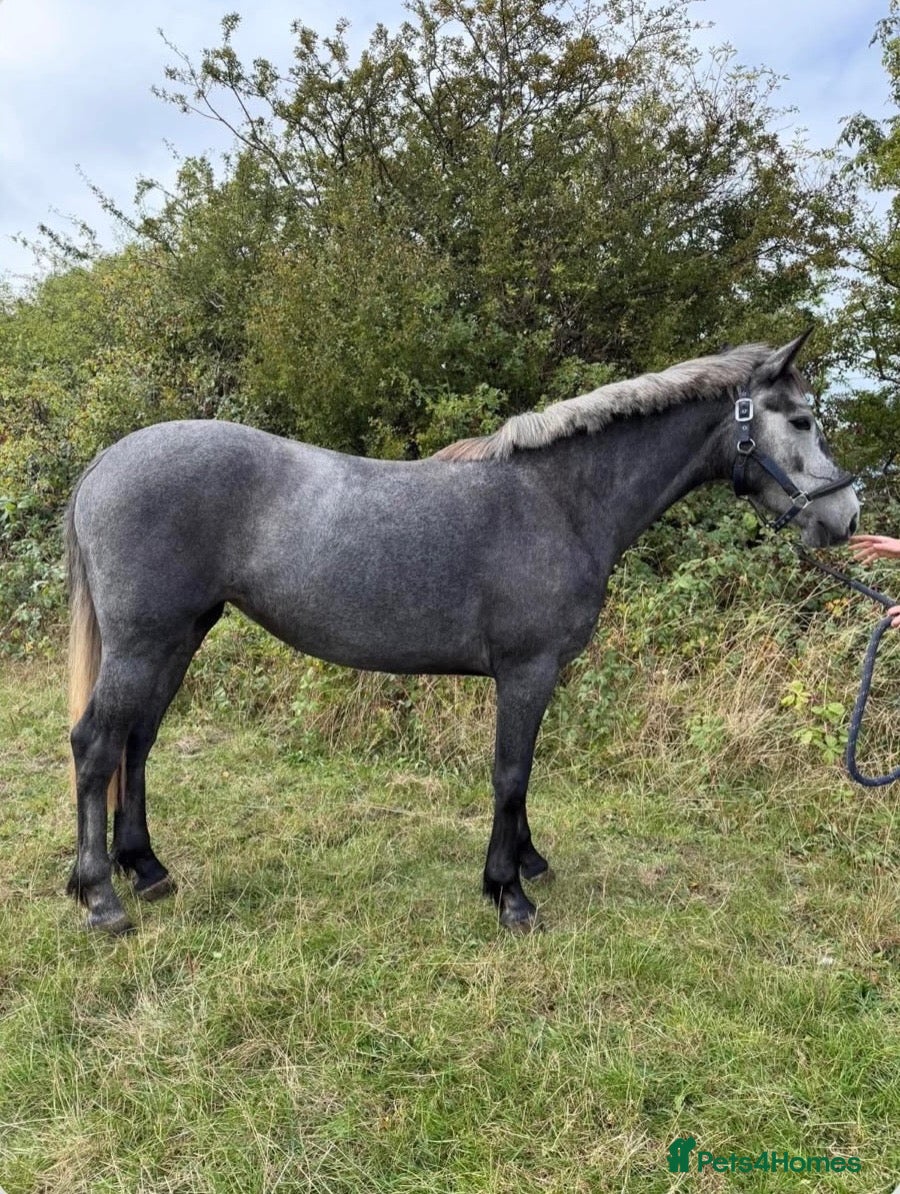 Connemara horses Beautiful 3 Year Old Connemara X ISH Mare - Advert 15