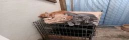 Mixed Breed cats for sale: Kittens for new homes in Ilminster - Advert 1