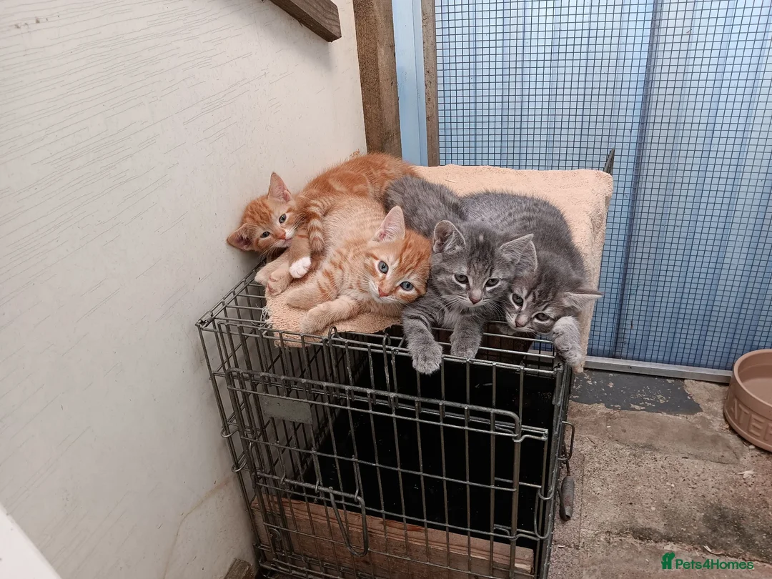 Mixed Breed cats for sale: Kittens for new homes in Ilminster - Advert 1