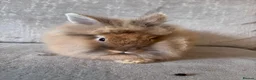 Lionhead rabbits for sale: Double mained lion head rabbits  - Advert 6