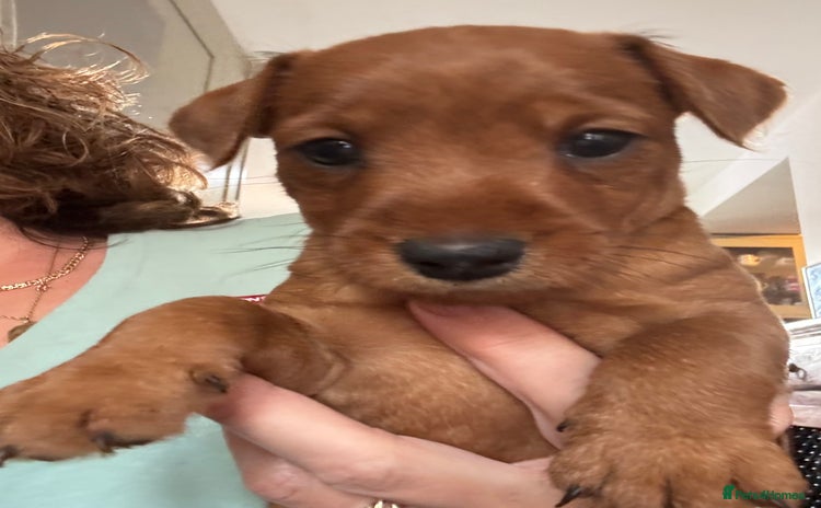 Mixed Breed dogs - Advert 4