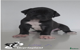 Great Dane dogs for sale: Fabolous Great danes  - Advert 13