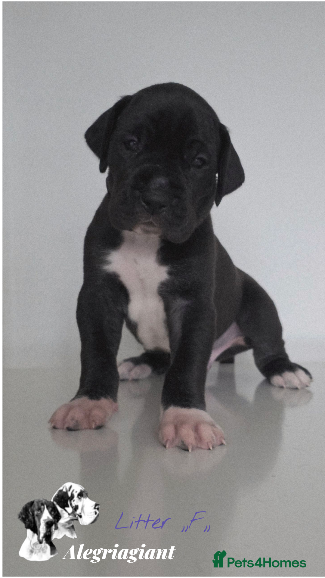 Great Dane dogs for sale: Fabolous Great danes  - Advert 13