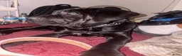 Cane Corso dogs for sale: last female pup  in London - Advert 4