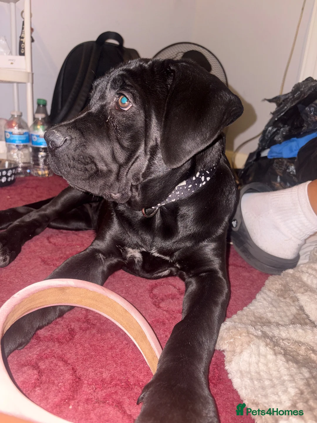 Cane Corso dogs for sale: last female pup  in London - Advert 4