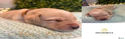 Labrador Retriever dogs for sale: Health-Tested Labrador Pups | 5-Star Breeder - Advert 14