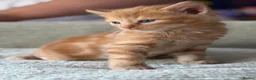 Mixed Breed cats for sale: 4 beautiful kittens  - Advert 20