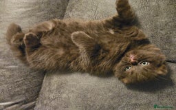 Scottish Fold cats for sale: SF 2 males available  - Image 23