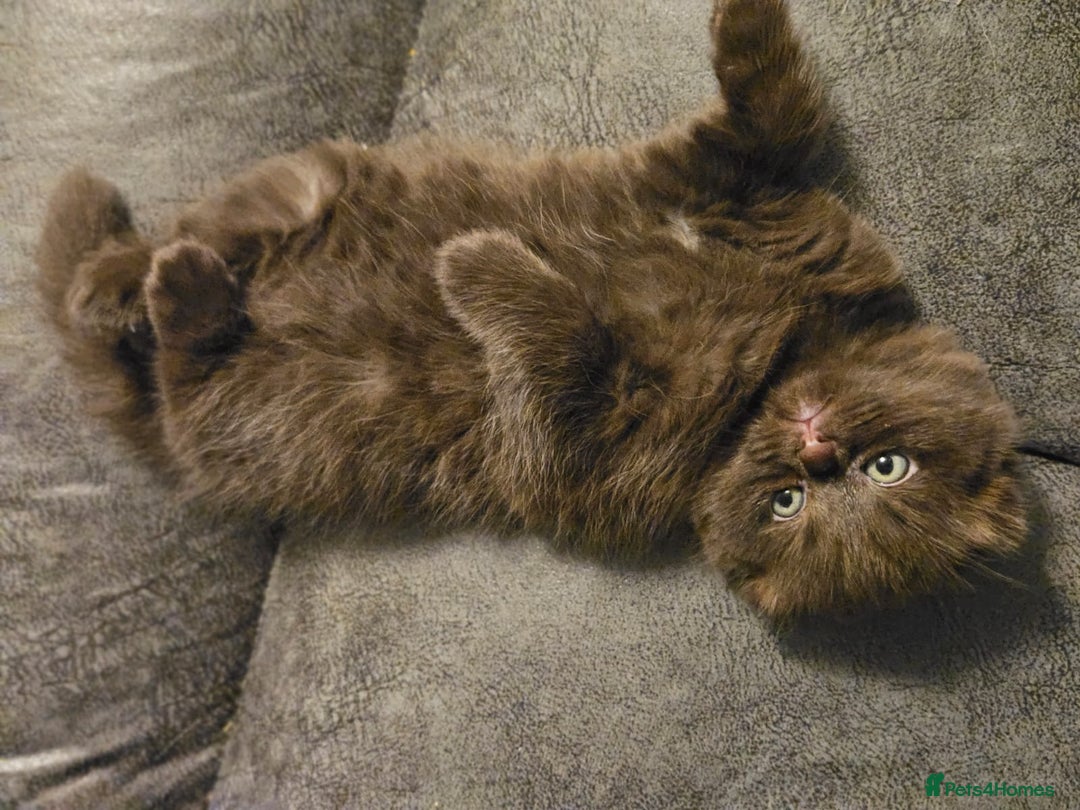 Scottish Fold cats for sale: SF 2 males available  - Image 23