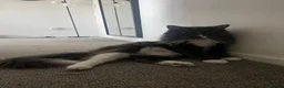 Mixed Breed cats for sale: Milo  in Nottingham - Advert 5