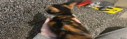 Mixed Breed cats for sale: Kittens for sale  in Bedworth - Advert 5