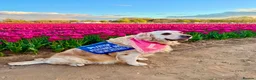 Golden Retriever dogs for sale: Gorgeous Golden Retriever Puppies Raised With Love - Advert 14