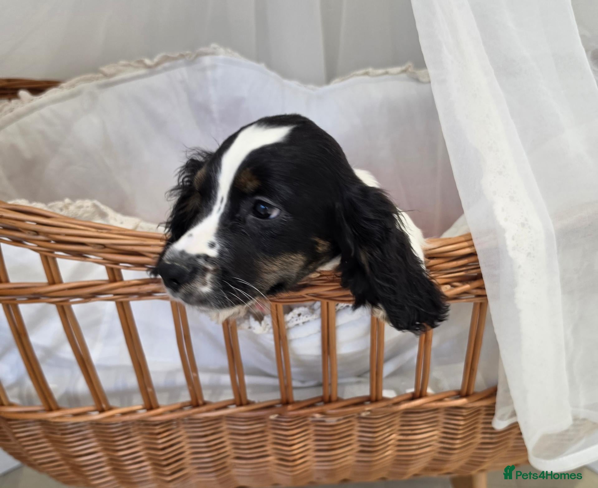 Cocker Spaniel dogs Working Type Cocker Spaniels - Advert 2