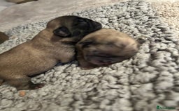 Frug dogs for sale: Fluffy frug - Image 9