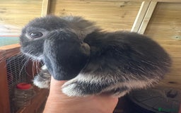 Mini Lop rabbits for sale: Sweet Baby Mini lops . - Image 14