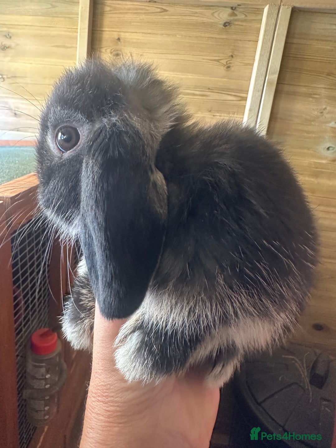 Mini Lop rabbits for sale: Sweet Baby Mini lops . - Image 14