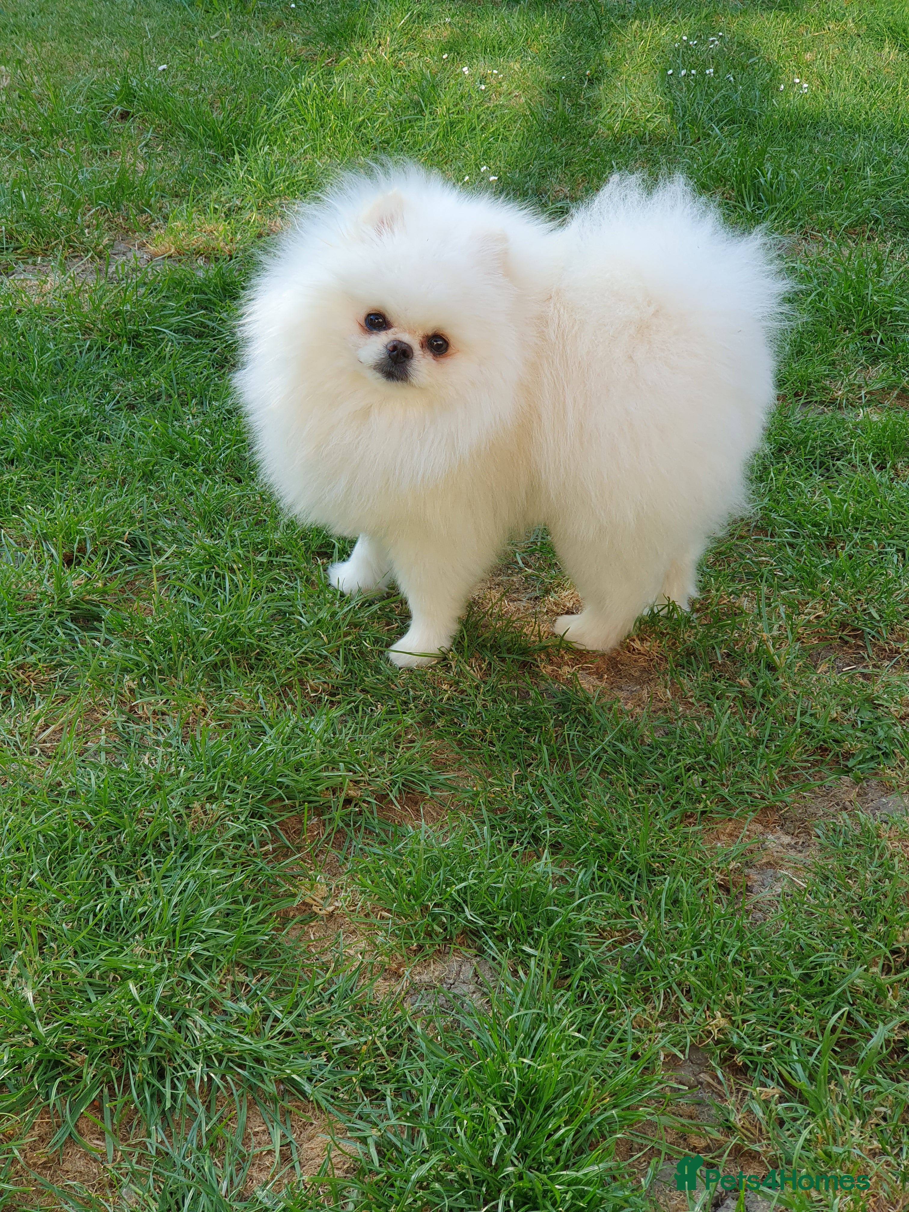 Pomeranian dogs White KC Registered pomeranian. *Stud duties only* - Advert 7