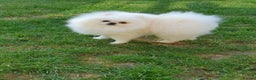 Pomeranian dogs for stud: White KC Registered pomeranian. *Stud duties only* - Advert 6