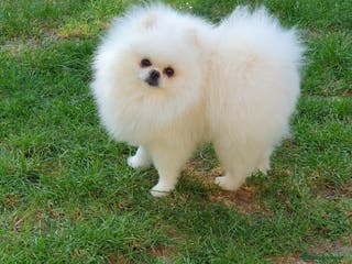 Pomeranian dogs White KC Registered pomeranian. *Stud duties only* - Advert 7