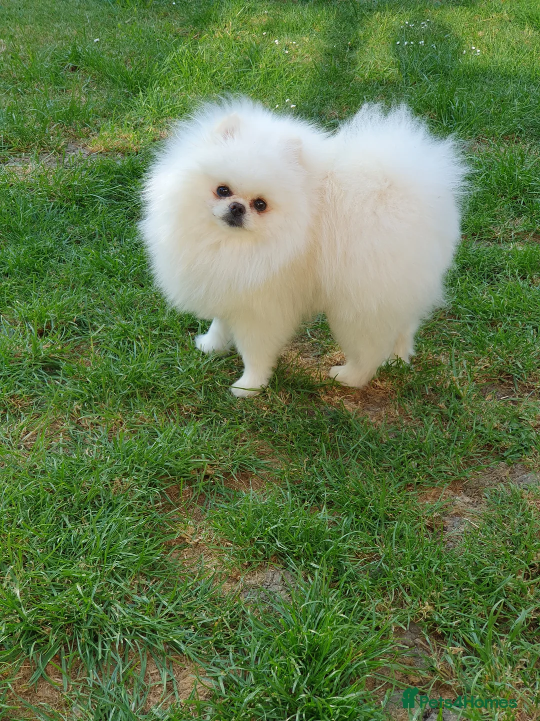 Pomeranian dogs for stud: White KC Registered pomeranian. *Stud duties only* - Advert 3