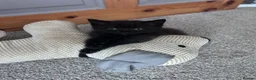 Mixed Breed cats for sale: Twin females - Advert 17