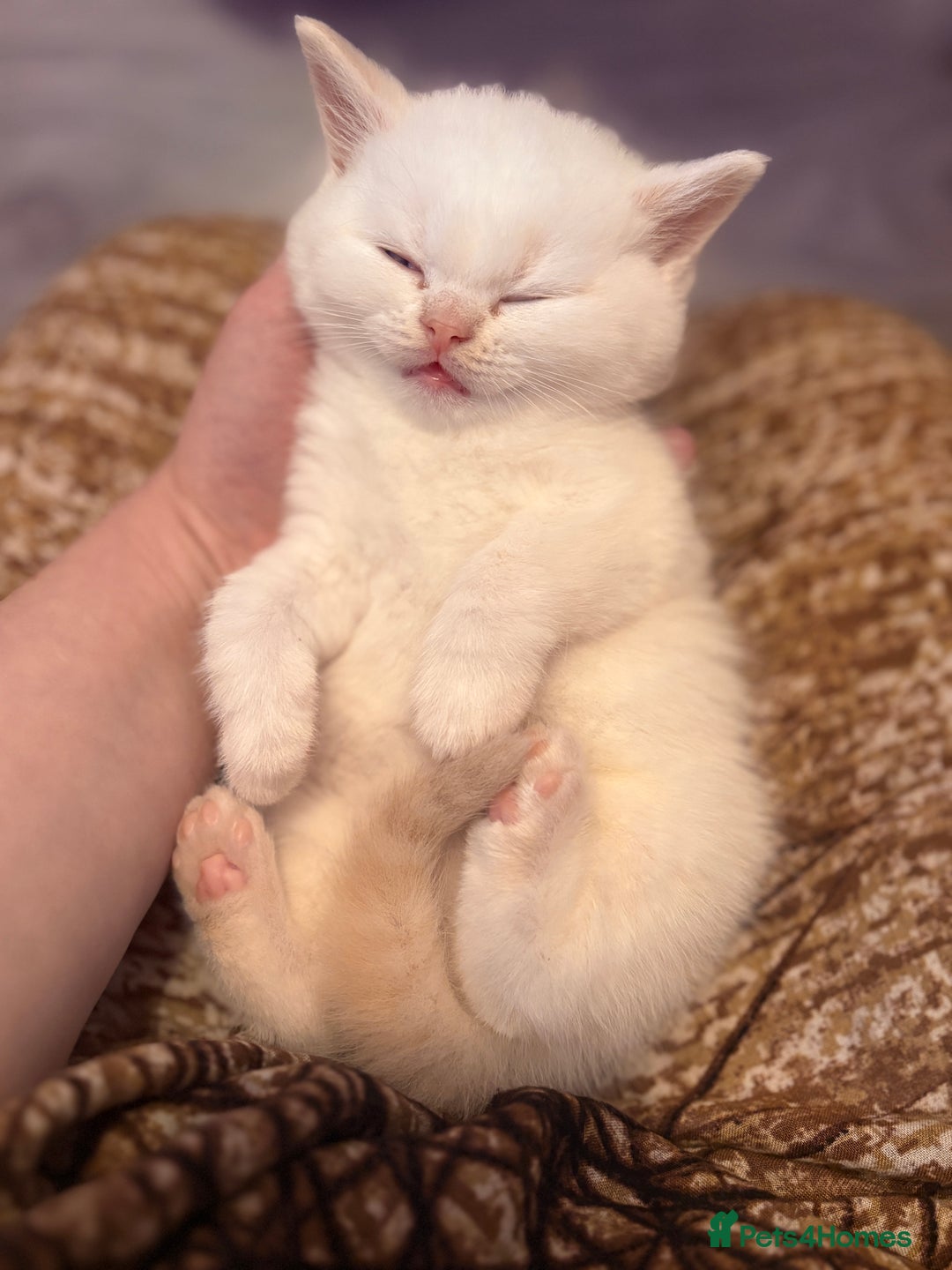 British Shorthair cats for sale: Beautiful GCCF Registered MultiColoured BSH kitte  - Advert 20