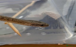 Rat Snake reptiles for sale: RARE baby captive bred japanese rat snake - Image 8