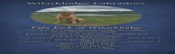 Labrador Retriever dogs for sale: KC Reg Puppies, FTCH Bred with versatility in mind - Advert 10