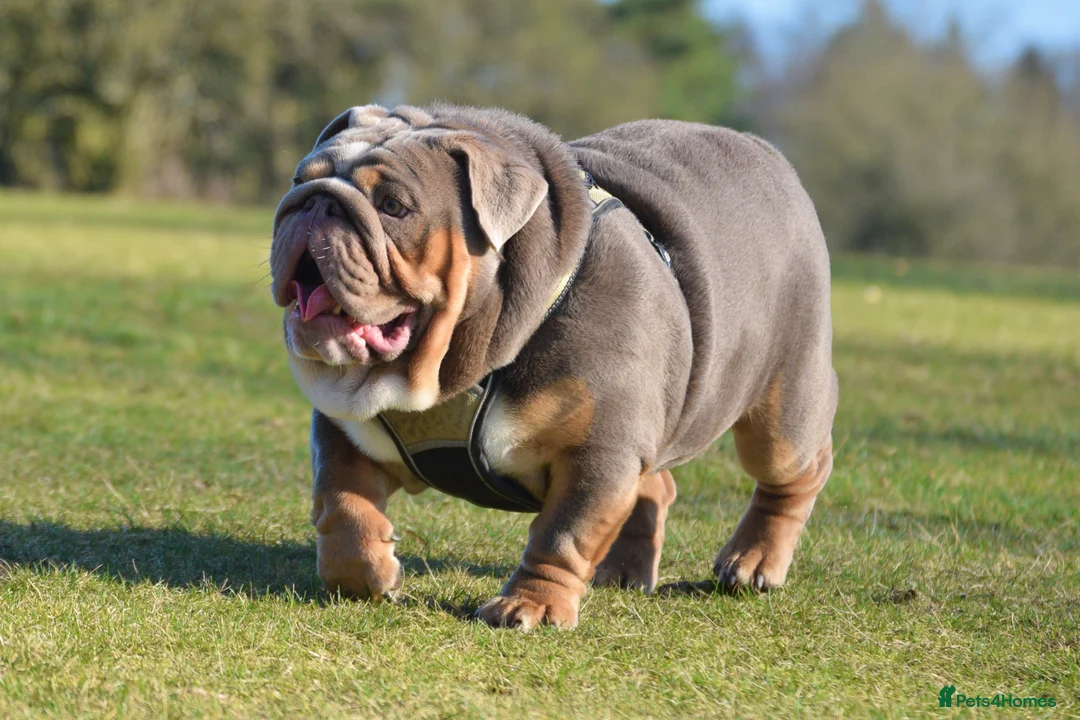 English Bulldog dogs for stud: TYSON OPEN FOR STUD in Birmingham - Advert 4