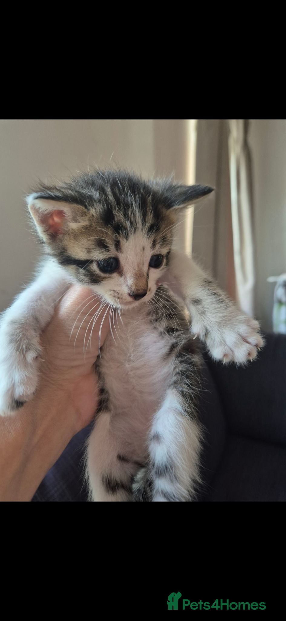 Mixed Breed cats Bengal Cross Kittens - Advert 1