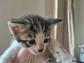 Mixed Breed cats Bengal Cross Kittens - Advert 1