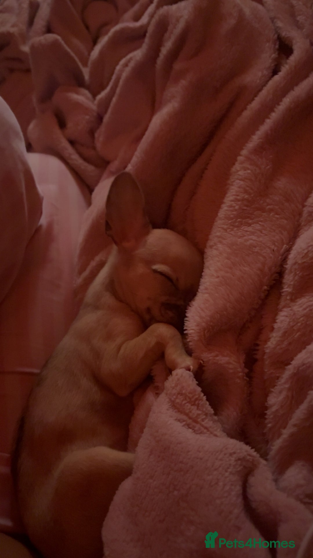 Chihuahua dogs for sale: Toy size baby girl chihuahua 🩷 - Advert 2