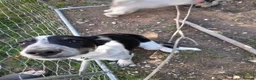 Border Collie dogs for sale: 4 month old border collie girl - Advert 4