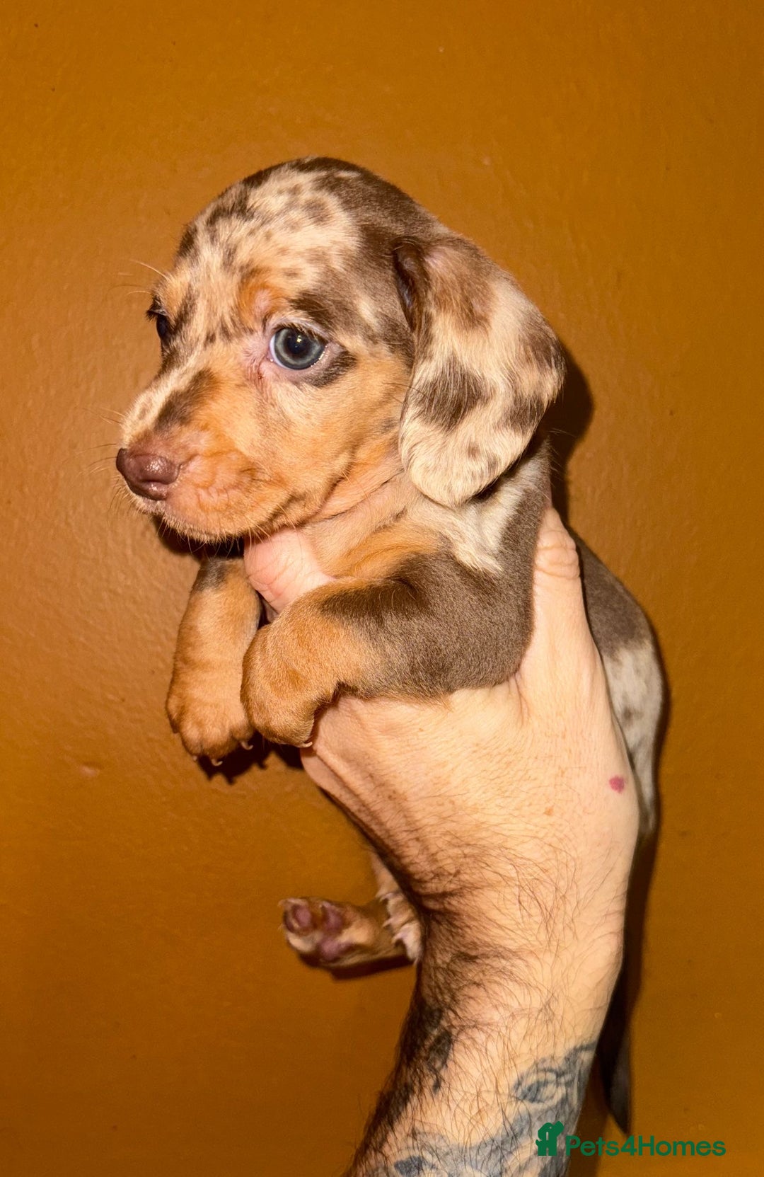 Miniature Dachshund dogs for sale: 🩵🩷Stunning KC Reg Mini Dachshunds🩵🩷 - Image 6