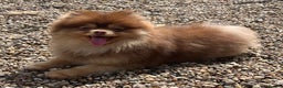 Pomeranian dogs for stud: STUD - TINY Russian & Taiwanese CHIAO LI YA  in Romford - Advert 3