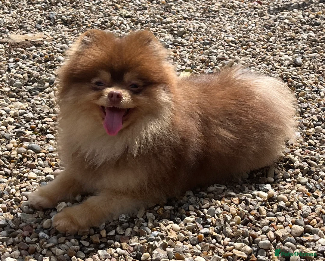 Pomeranian dogs for stud: STUD - TINY Russian & Taiwanese CHIAO LI YA  in Romford - Advert 3