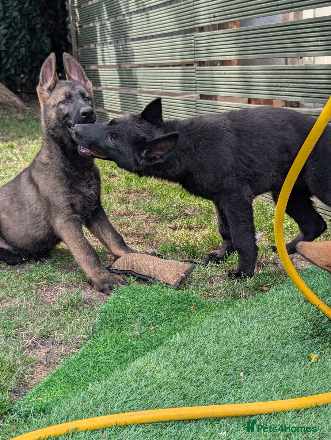 German Shepherd dogs for sale: German Shepherd puppies  in Scunthorpe - Image 10