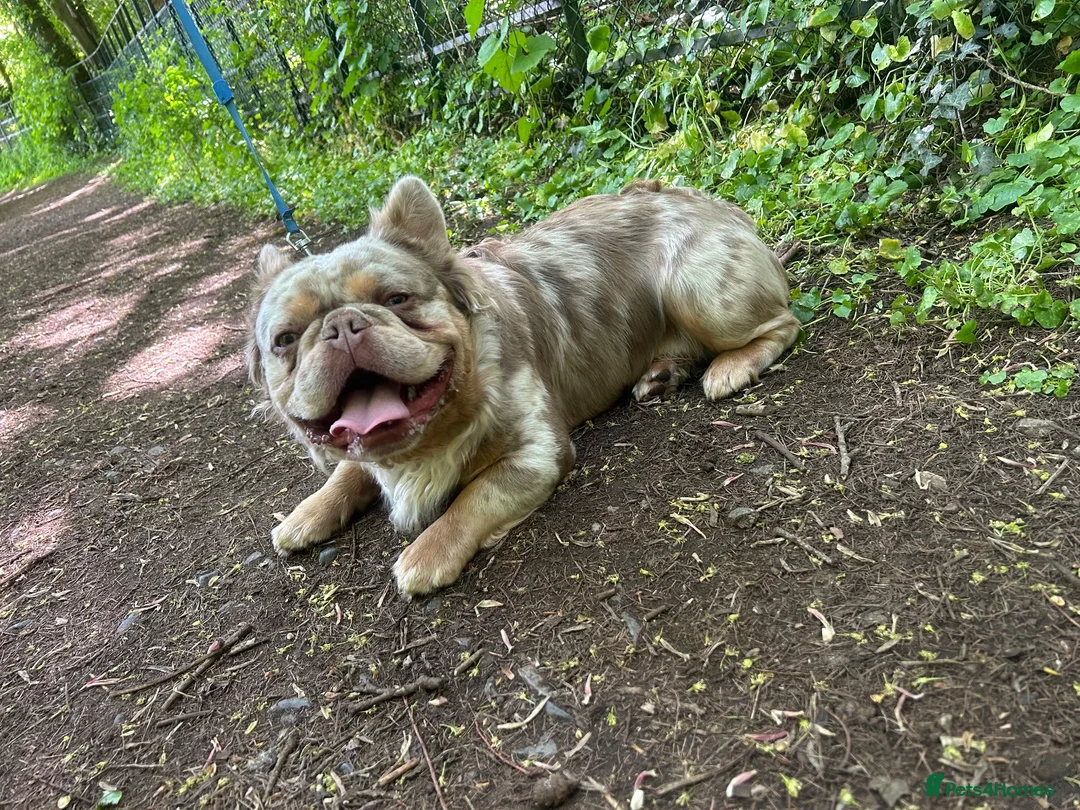 French Bulldog dogs for stud: Teddy 🧸 the Fluffy French bulldog  - Advert 2