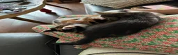 Mixed Breed cats for sale: Stunning kittens available now - Advert 22