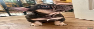 Buster
