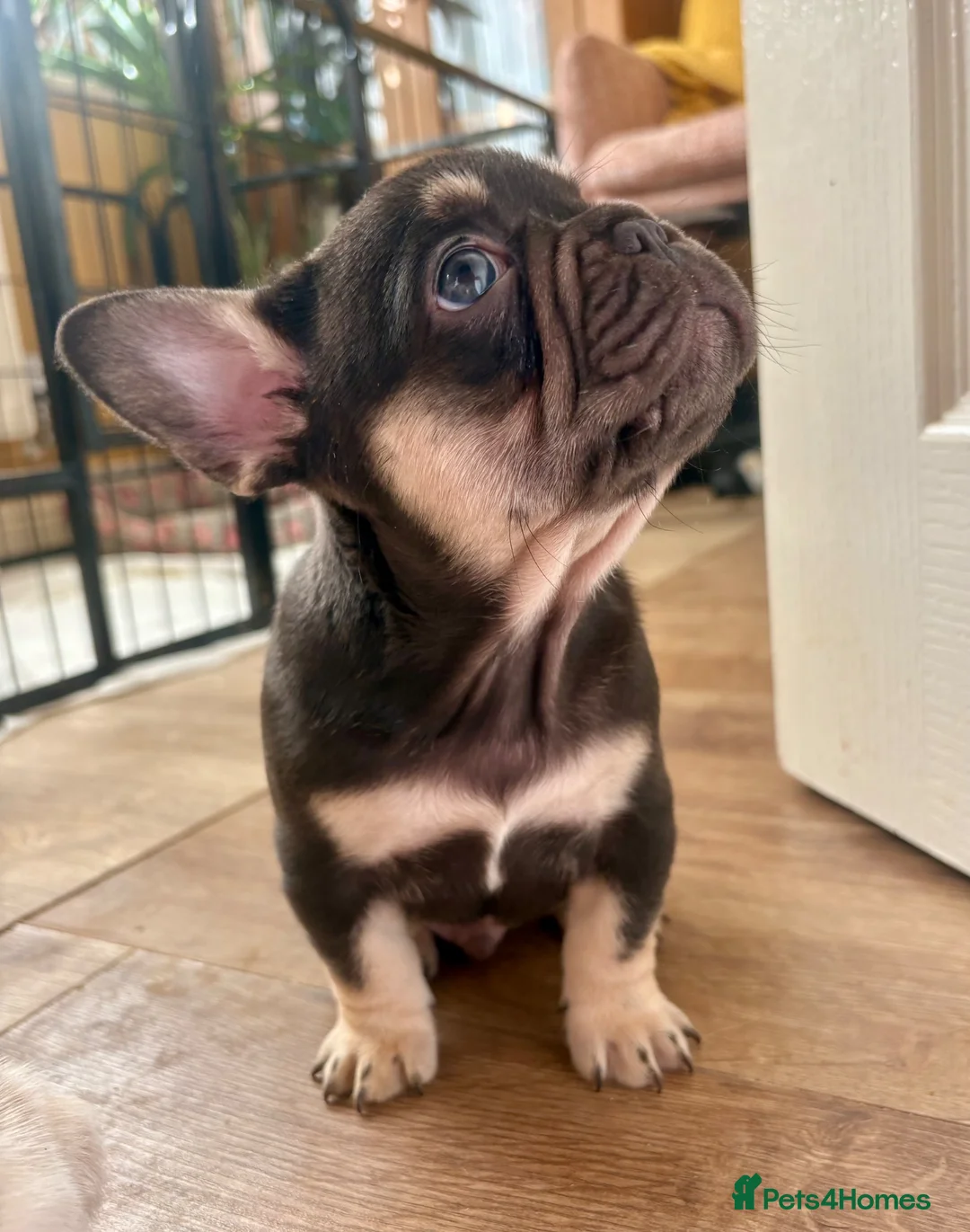 French Bulldog dogs for sale: Fluffy French Bulldog Puppies - Advert 2