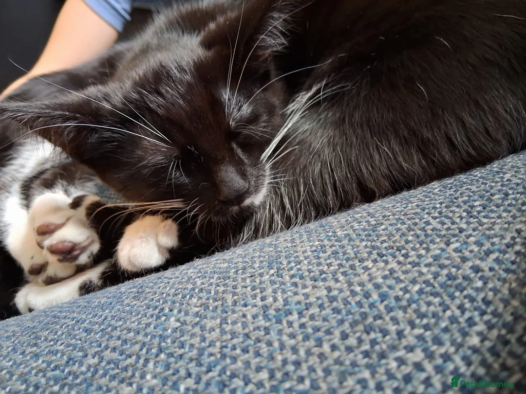 Mixed Breed cats for sale: Kittens 🐈‍⬛  in Wrexham - Advert 2