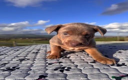 Australian Kelpie dogs for sale: Australian Kelpie Puppies WKC Registered - Image 4
