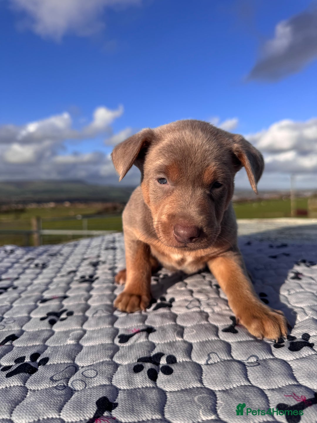 Australian Kelpie dogs for sale: Australian Kelpie Puppies WKC Registered - Image 4