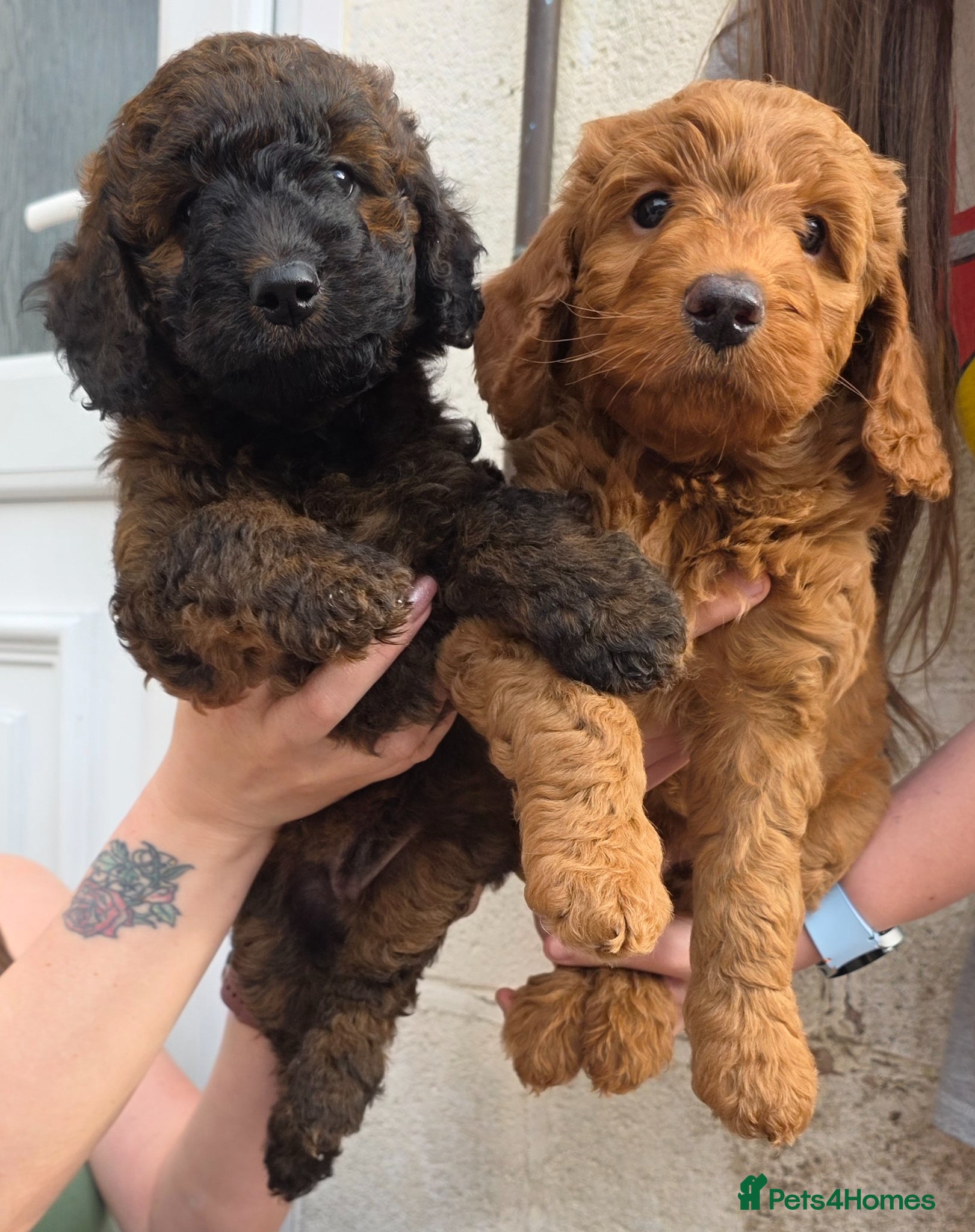 Cockapoo dogs Rare coloured F1b cockapoo Puppies (2 Left) - Advert 12
