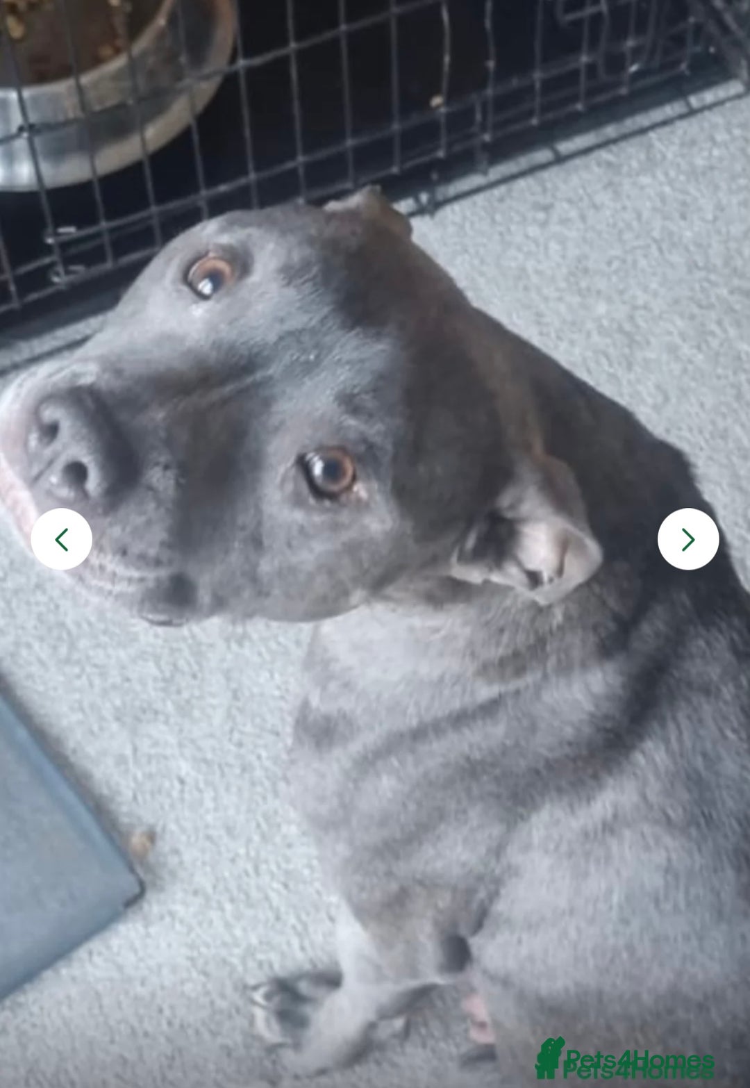 Staffordshire Bull Terrier dogs for sale: 5 PREMIUM STAFFS FOR SALE - Image 9