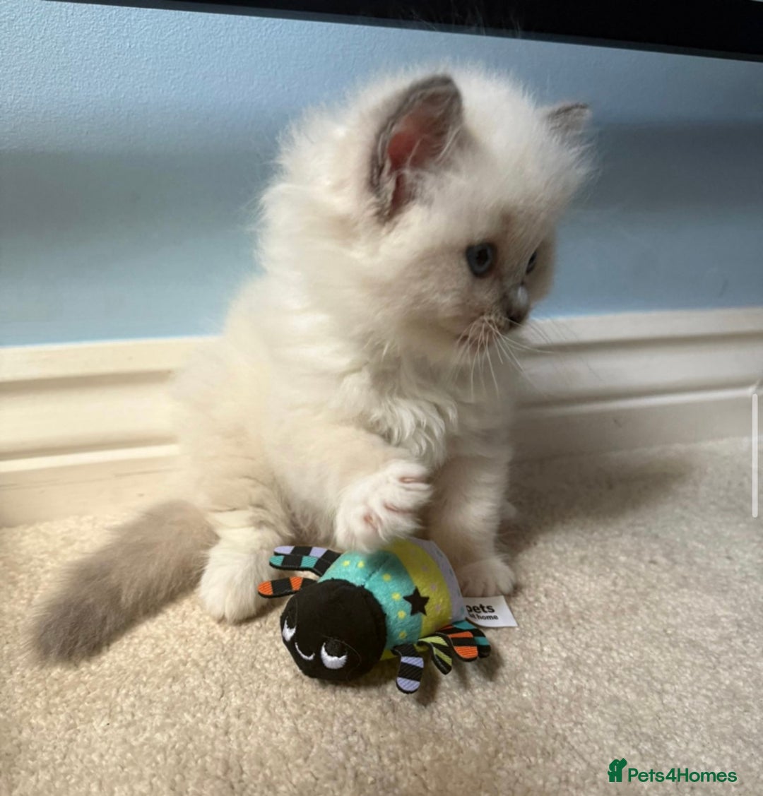Ragdoll cats for sale:  gccf blue mitted girl champion lines 1 left  - Image 13