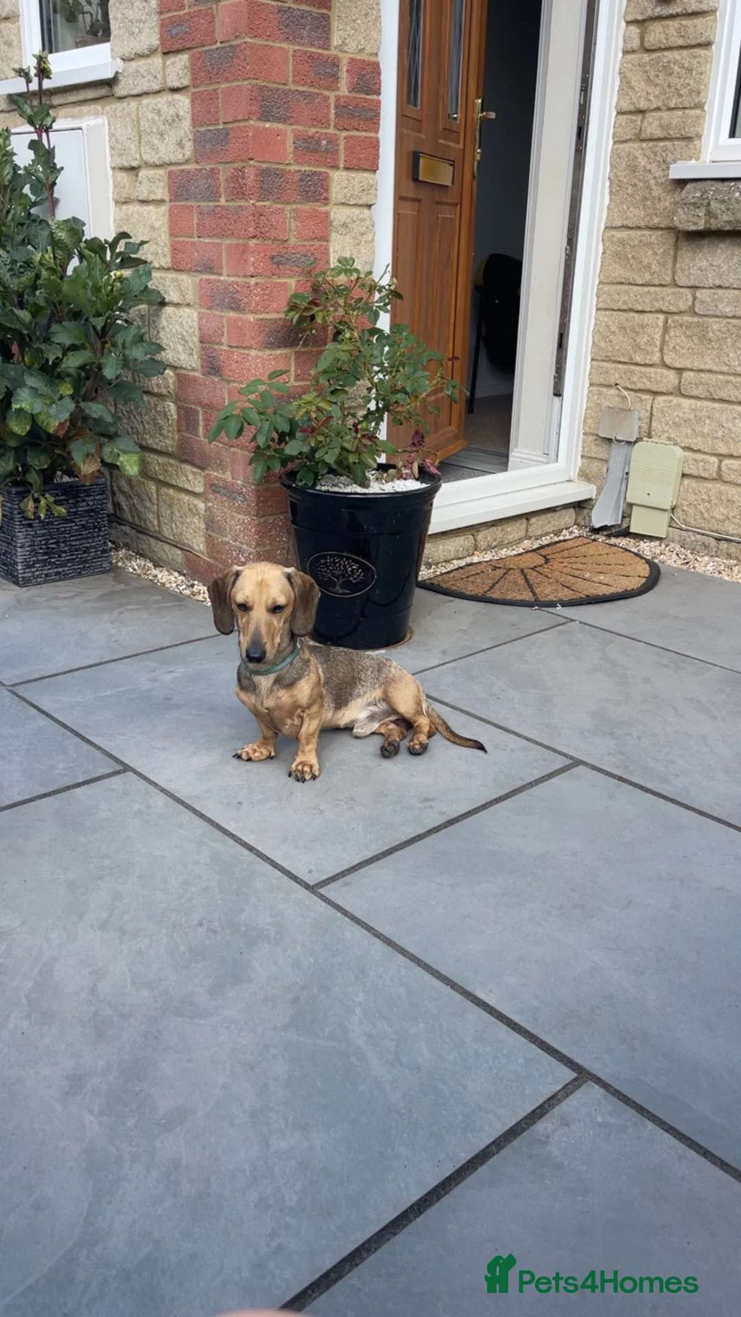 Miniature Dachshund dogs for sale: Cooper - Miniature Dachshund  in Castle Cary - Advert 2