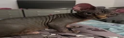 Sphynx cats for sale: Kitten - Advert 7